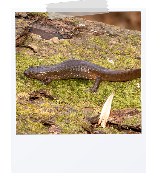 picture of a seal salamander